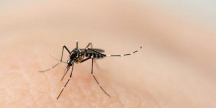 Hingga Oktober Kasus DBD di Provinsi Jambi capai 818 Kasus