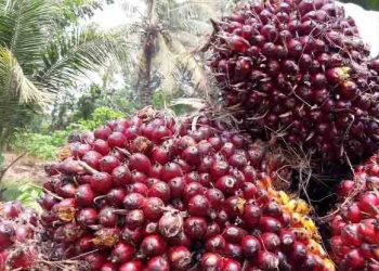 Harga Sawit di Jambi Terus Mengalami Kenaikan, Pekan Ini Tembus Hampir 2.500 Per Kilogram