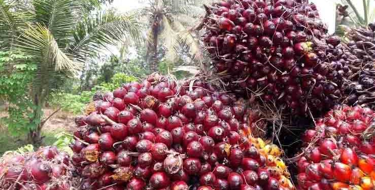Harga Sawit di Jambi Terus Mengalami Kenaikan, Pekan Ini Tembus Hampir 2.500 Per Kilogram
