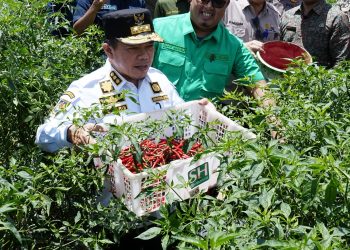 Al Haris Dialog Langsung dengan Petani Saat Panen Raya Cabai