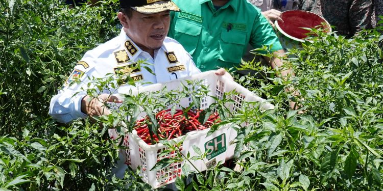 Al Haris Dialog Langsung dengan Petani Saat Panen Raya Cabai