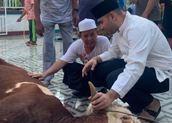 Rendra Usman Kurban Simental Buat Disembelih Warga Tanjungjabung Barat