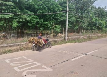 Melihat Manfaat IJD Tahun 2023 yang Dikerjakan BPJN Jambi, Jalan Lancar Pengaruhi Harga Jual Nanas Masyarakat
