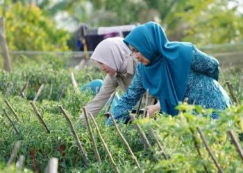 Hj. Tanty Tinjau Pembuatan Jambi di Desa Sungai Jernih dan Panen Cabai