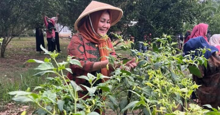 Ketua TP PKK Tebo Hadiri Panen Raya di Rimbo Bujang