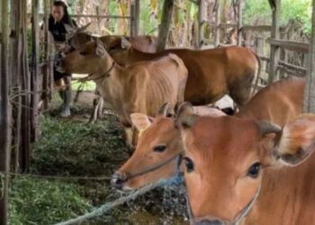 Pemkab Batanghari Cegah Penyakit Mulut dan Kuku Terhadap Hewan Ternak