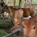 Pemkab Batanghari Cegah Penyakit Mulut dan Kuku Terhadap Hewan Ternak