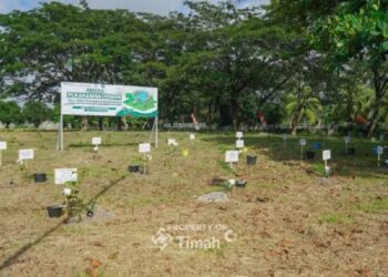 Dukung Ketahanan Energi, PLN-PT Timah-METI Tanam Ribuan Bibit Angsana