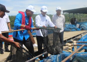 KKP Pastikan Stok Kakap Putih Aman hingga Lebaran