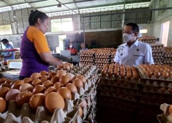 Produksi Telur Indonesia Melimpah, Harga Tetap Stabil