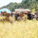 Pertisun Perdana di Kerinci, Gubernur Al Haris Bawa Pejabat Turun Langsung ke Dusun Serap Aspirasi Warga