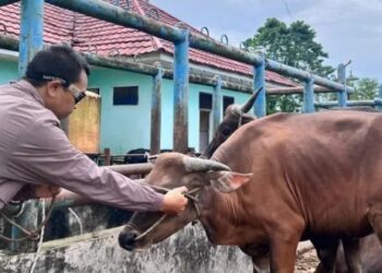 Pemkab Batang Hari Terus Lakukan Pengecekan Kesehatan Hewan Kurban