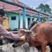 Pemkab Batang Hari Terus Lakukan Pengecekan Kesehatan Hewan Kurban