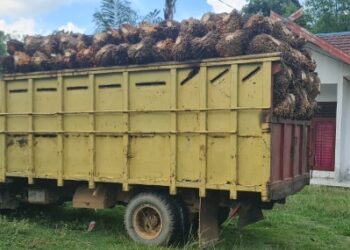 SAD Bersama Warga Luar Menjarah Sawit Mitra APL Capai 40 Ton Per Hari, Polisi Amankan Satu Mobil