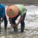Bupati Batang Hari dorong Petani Capai Swasembada Pangan