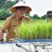 Tingkatkan Hasil Pertanian, Pemkab Batang Hari Berikan Alat Pertanian