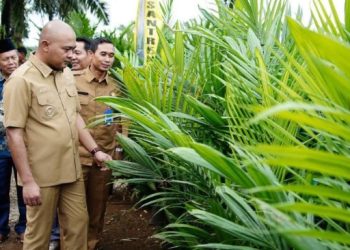 Bupati Tebo Luncurkan Pro Best Tebo Maju, Program Bibit Kelapa Sawit Bersubsidi
