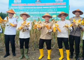 Menko Pangan Panen Jagung di Jambi