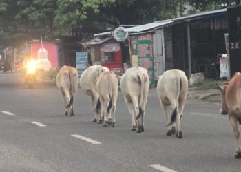 Sapi Berkeliaran Tiap Pagi di Jalan Sultan Thaha, Warga Pertanyakan Tanggung Jawab Pemilik