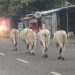 Sapi Berkeliaran Tiap Pagi di Jalan Sultan Thaha, Warga Pertanyakan Tanggung Jawab Pemilik