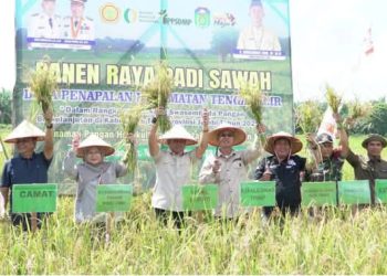 Wabup Tebo Hadiri Panen Raya Padi Sawah di Tengah Ilir